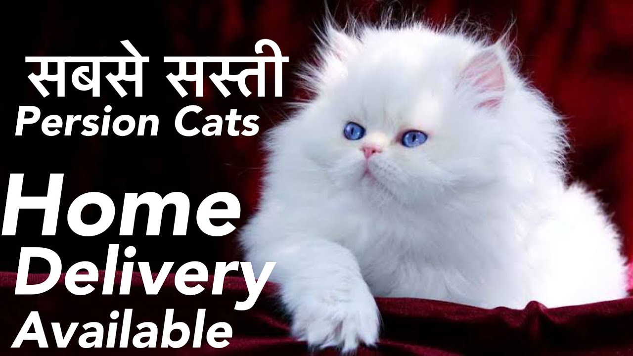 Persian Cat Persian Cat Farm India Persian cat In Mohali