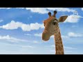 Opening To Cars (2006) DVD