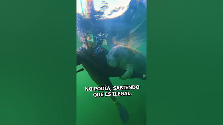 This manatee started hugging her while she was snorkeling ❤️