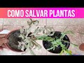 COMO SALVAR PLANTAS DE LA PUDRICION Y RECUPERAR PLANTAS TRISTES