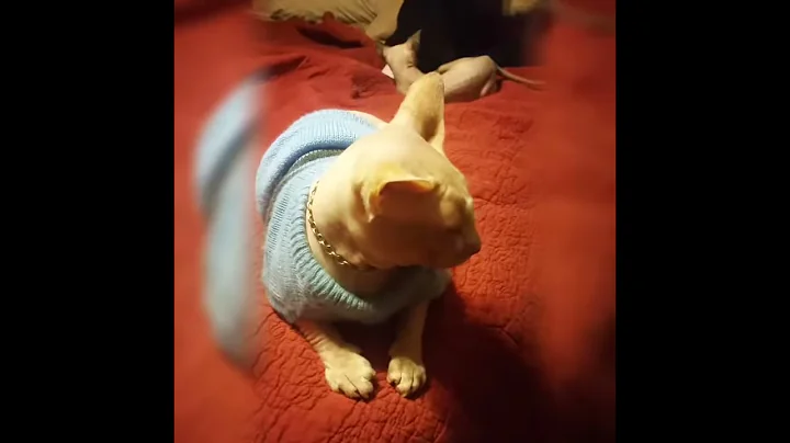 Video 3214471: sphinx cat, beautiful sphinx, sphynx playing, live happy cat, gorgeous cat