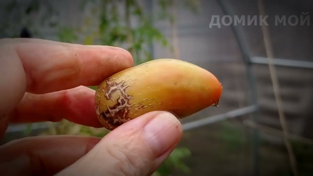 Первая моя теплица  Эксперимент-   как долго будут расти овощи в теплице !