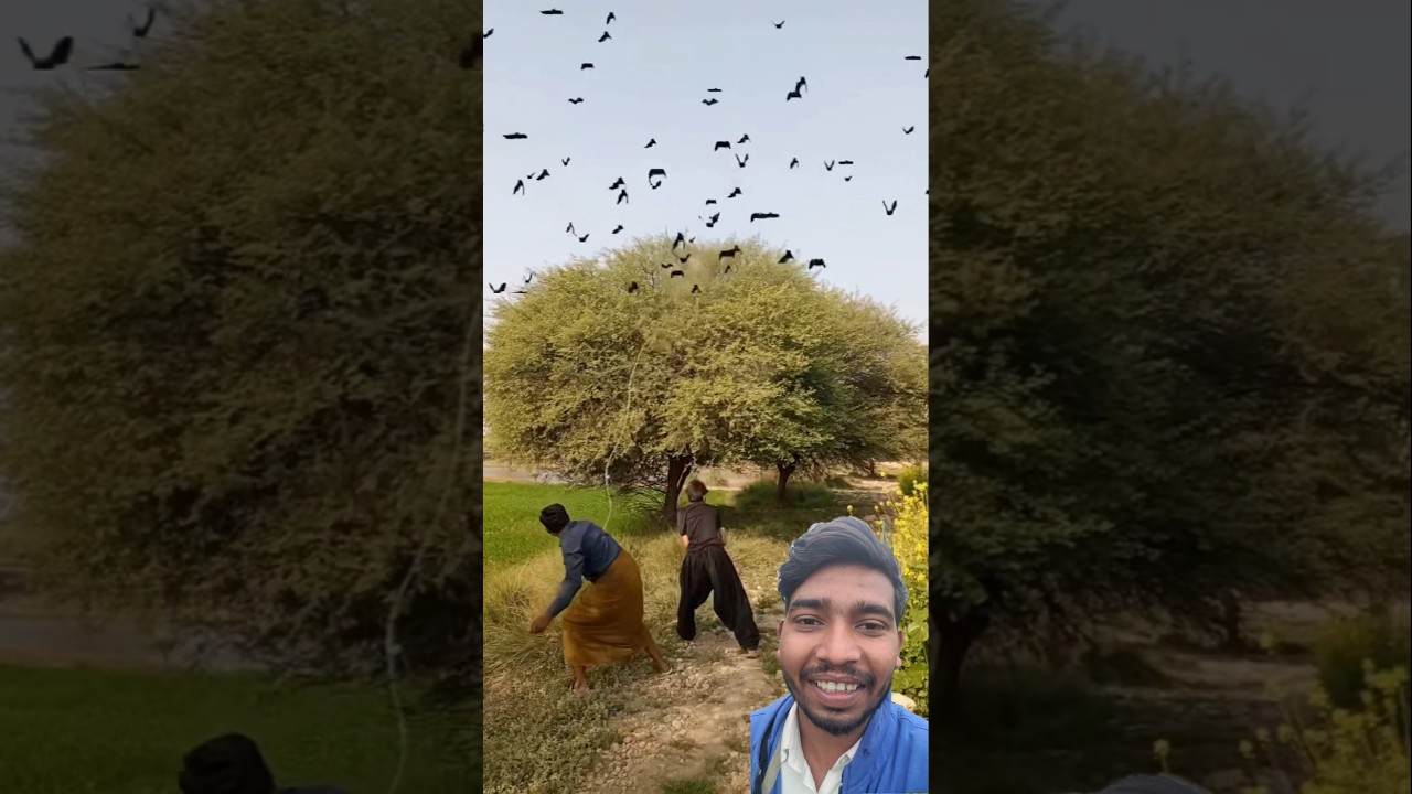 Successful Hunting Birds 🐦😱 