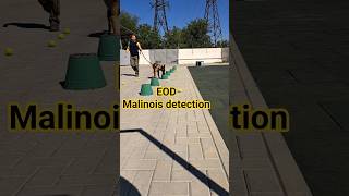 Explosive detection Malinois training