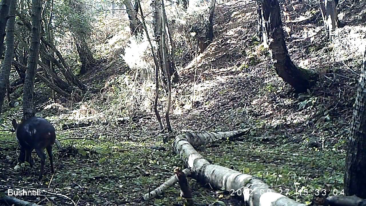 Muntjac sniffing about/Bushnell Trophycam HD 119477 Pt.3