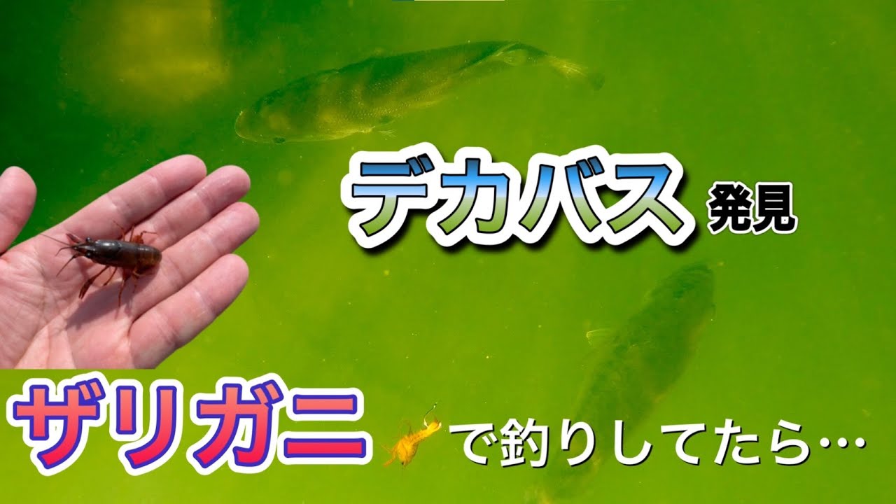 水中映像 ザリガニでバス釣りしてたら えげつないブラックバスが出現 In 琵琶湖 Youtube
