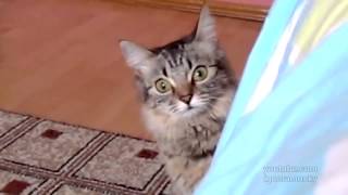 Самое страшное видео! ахах Эх как эта кошка похожа на мою! Как все происходит на самом деле прикол Самое страшное видео! ахах Эх как эта кошка похожа на мою! Как все происходит на самом деле прикол