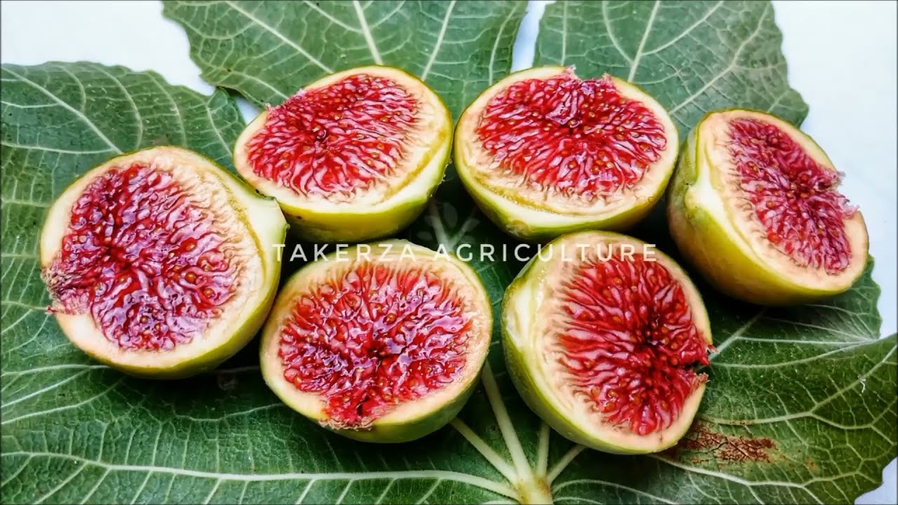 22 Fig Varieties From Kabylie | 22 Variétés de Figues de Kabylie | 22 نوع من التين بمنطقة القبائل