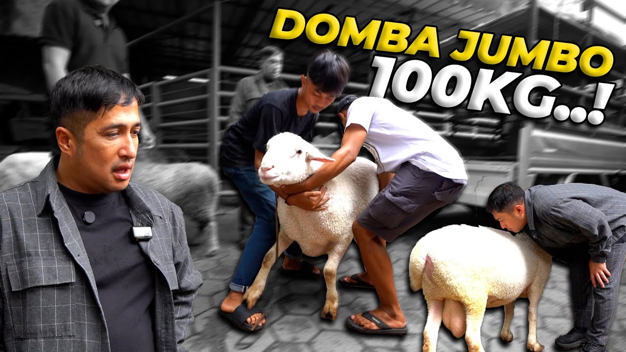 KADO ULTAH PERTAMA..! DOMBA LUCU JUMBO 100KG..!