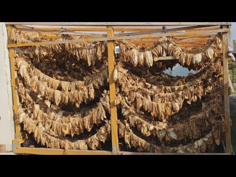 Video: Ako pestovať tabak (s obrázkami)