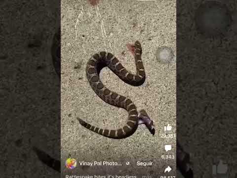 Video: ¿Quién come serpientes de liga?