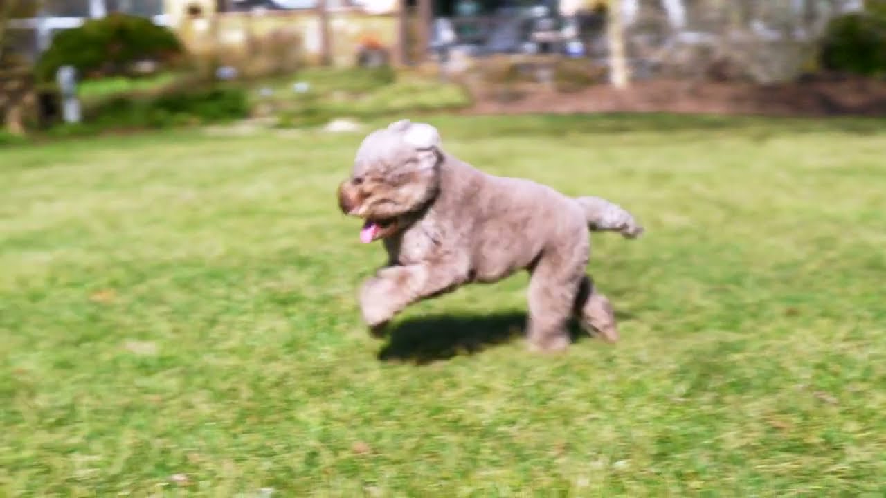 GPS Pro Flex Fence by Invisible Fence Brand