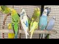 3 Hours of Parakeet Sounds and Playtime | Relaxing Budgie Chirping & Fun Moments