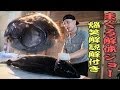 マグロ解体 まぐろ 鮪