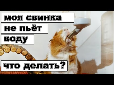 ПОЧЕМУ МОРСКИЕ СВИНКИ НЕ ПЬЮТ? МОРСКАЯ СВИНКА НЕ ПЬЁТ ВОДУ