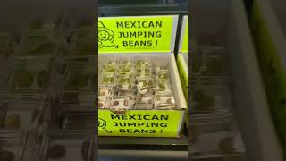 Mexican Jumping Beans