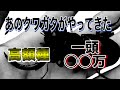 アキラ、クワガタを飼う。