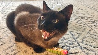 Cat is confused about caterpillar
Snowball wasn’t sure what to think about it, so he decided to ask us
More cat videos: https://youtube.com/playlist?list=PLhZBBm8nNglstHPFOH68UKBSuqJObv85G&si=DNZ26rTHERM3aWE3 Cat is confused about caterpillar