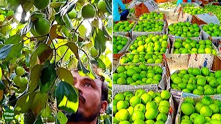 Awesome! Jujube Fruit Farming Business Part-2 | Apple Ber Harvesting