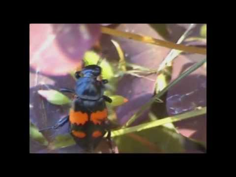 Video: Musta Rypäleen Kovakuoriainen - Tuholaistorjunta