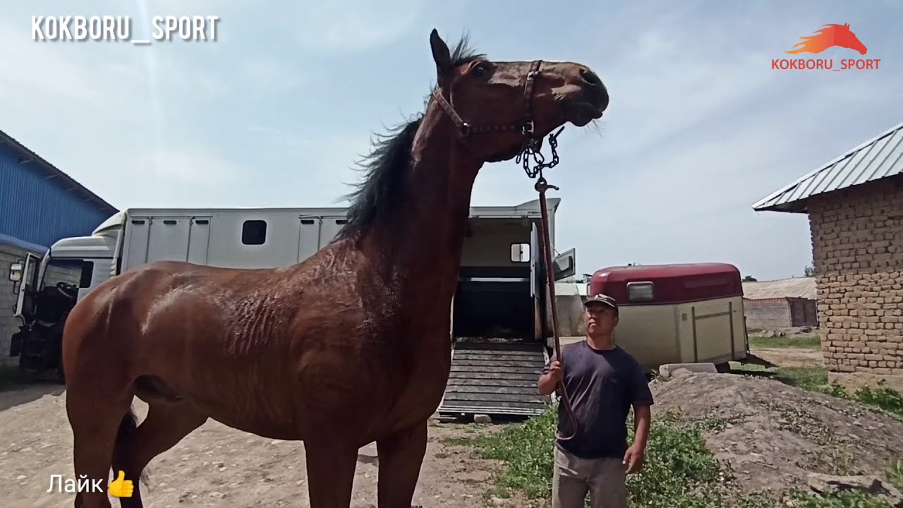 Европадан жаңы Аргымактар келди 😍😍😍