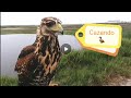 Harris Hawk hunting Duck 🦆/ Gavilán Acánelado lance a Pato 🦆