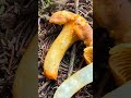 Лисичка аметистовая (Cantharellus amethysteus) short #shorts