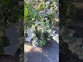 ब्लूबेरी की खेती से कमाई का सुनहरा मौका | Blueberry Farming Business Idea 2026