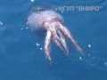WATCH: Gigantic squid filmed by Russian Scientist!