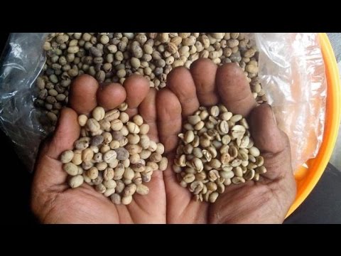 Youtube Jual Kopi Toraja Asli