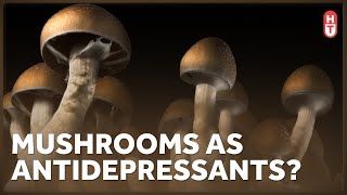 Psilocybin, Depression, and Instagram Medical Advice