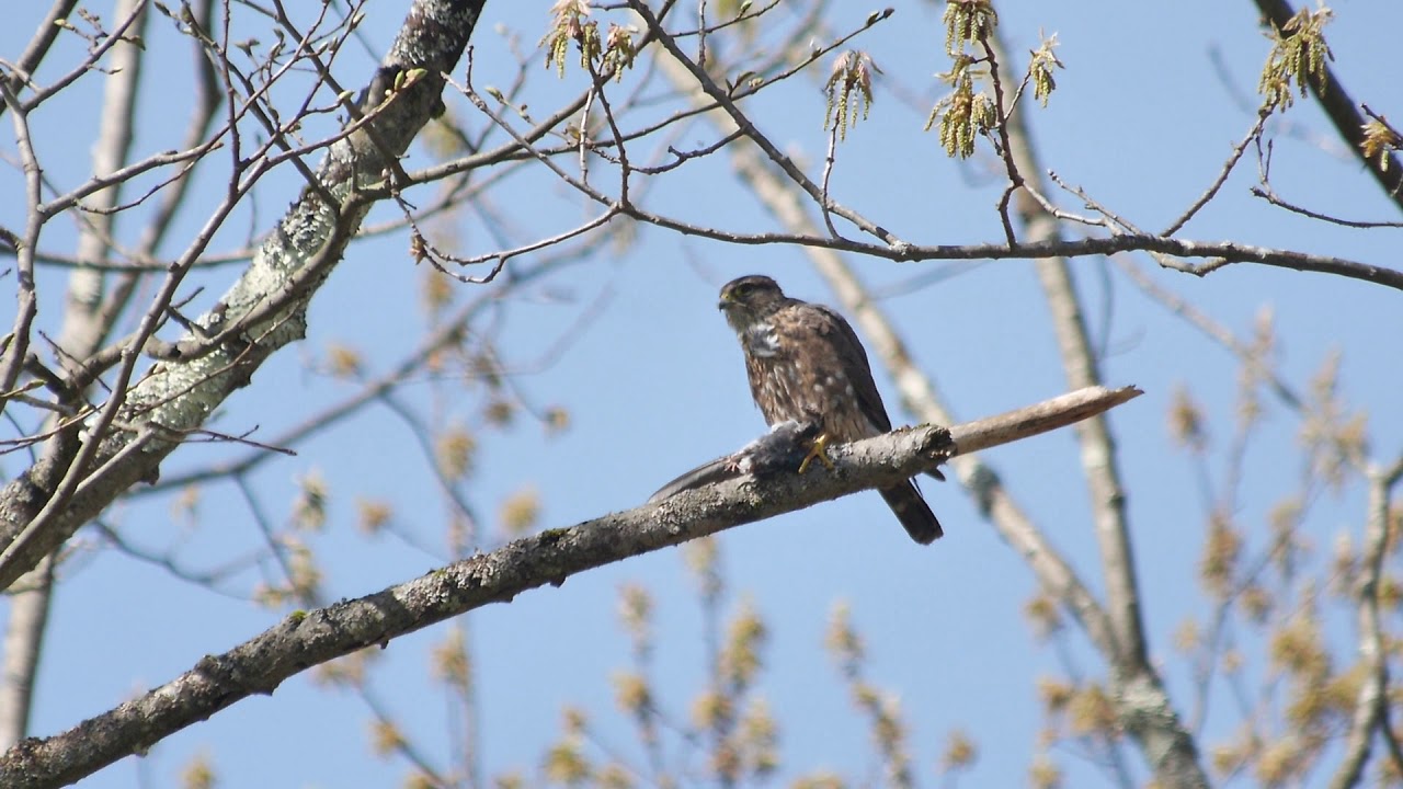 camera iphone 8 plus apk 00029 Merlin eating Tree Swallow