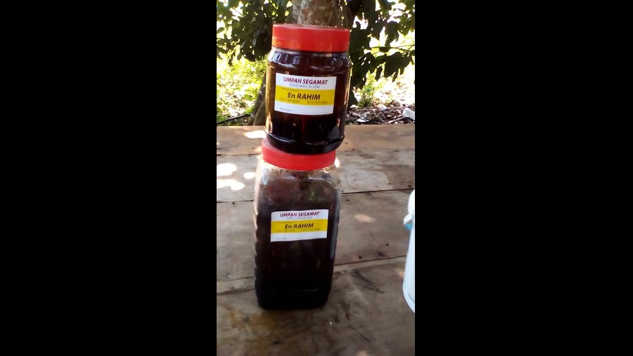 Best umpan segamat untok patin mekong dan air tawa