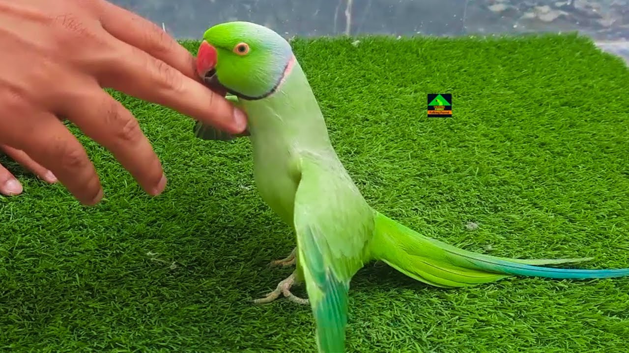 Amazing Friendly Parrot Speaking In Urdu YouTube
