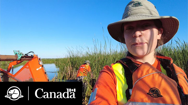 Taking on invasive species in a rare marsh habitat | Field Notes | Parks Canada