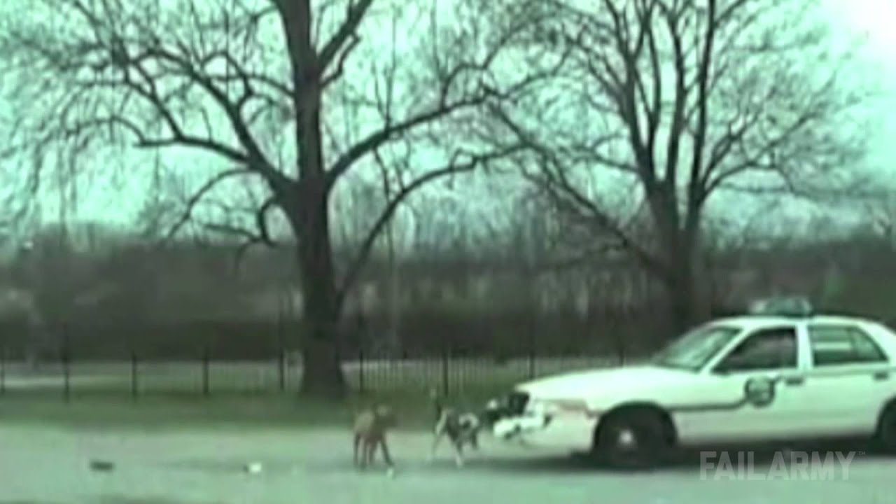 Best Police Fails Compilation 2016 - YouTube