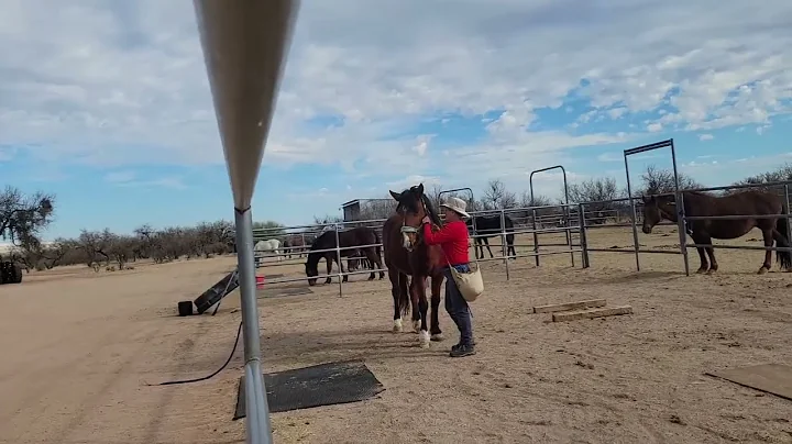 Norma works with mustang Montana, Part 1!
