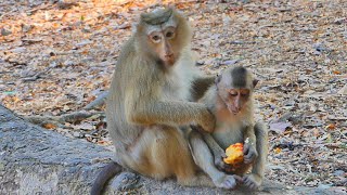 Monkey Rose come to comfort Brady after she beaten him & baby tries to move away