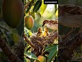 🦅एक असहाय गौरैया माँ के साहस की अविश्वसनीय कहानी 🐦#sparrowstory #motherlove #viralshorts #savebirds