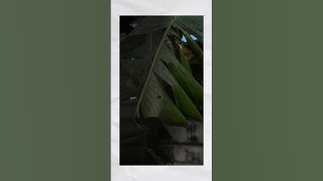 Moody forest color grading in VN editor | Video Editing in Smartphone #videoediting #colorgrading
