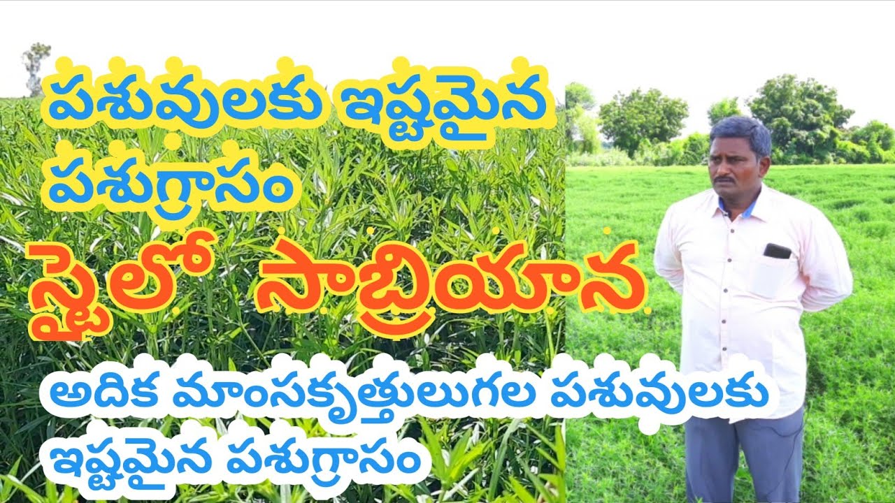 పశుగ్రాసం #స్టైలోసాబ్రియాన   అదిక పోషక పదార్థాలు గల పశుగ్రాసం #stylo sabriana animal feed
