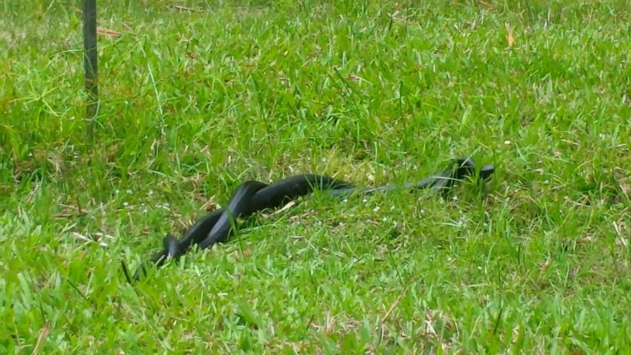 Swamp Pythons love season - YouTube