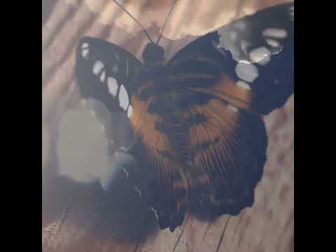 Aisha Vaughan Do You Love Me Official Video