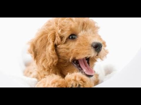 为什么贵宾犬会脱毛 这些问题你要知道 Youtube 为什么贵宾犬会脱毛 这些问题你要知道 Youtube