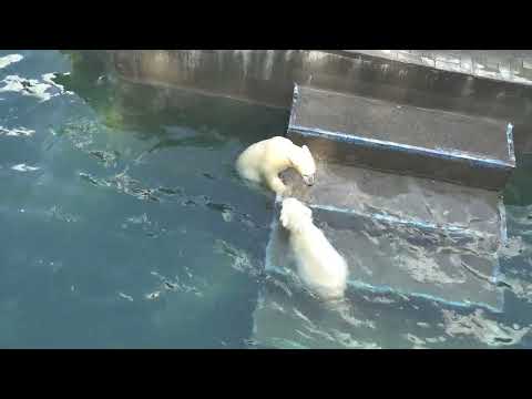 Видео: Медвежата после плавания пошли рассказать маме как они плавали вместе. 26.05.2023