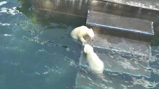 Медвежата после плавания пошли рассказать маме как они плавали вместе. 26.05.2023