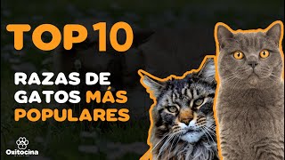 TOP 10 RAZAS DE GATOS MÁS POPULARES DEL MUNDO