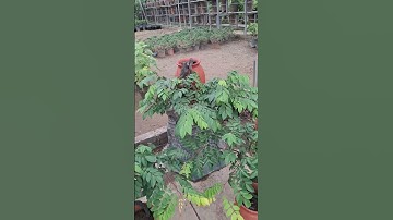 Bán buôn bán lẻ chậu khế trồng chum các kích cỡ 0977973535