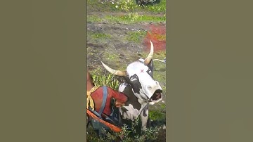 Cuộc sống hoang dã nơi núi rừng P1742