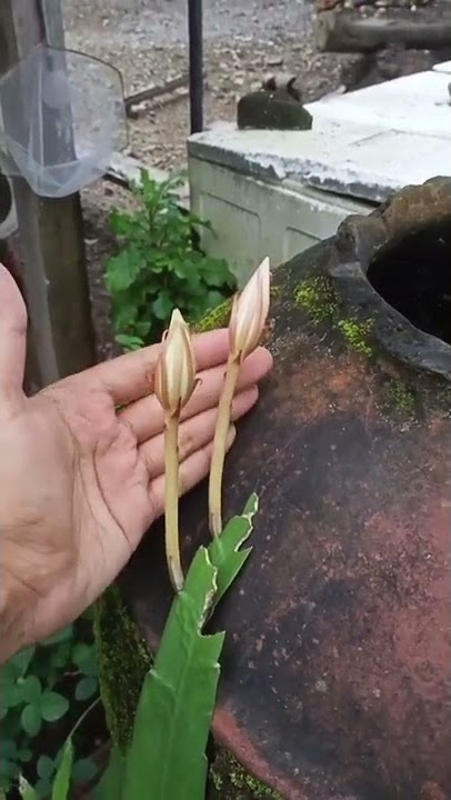 Tanda bunga wijaya kusuma akan mekar